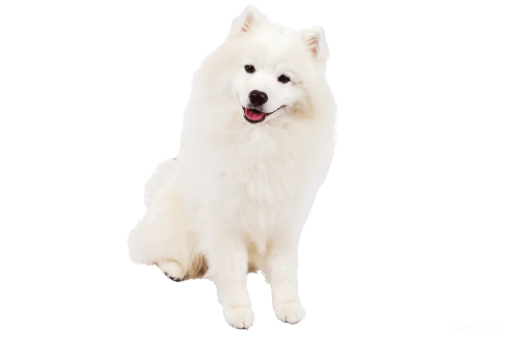 元素素材 元素 萨摩耶犬