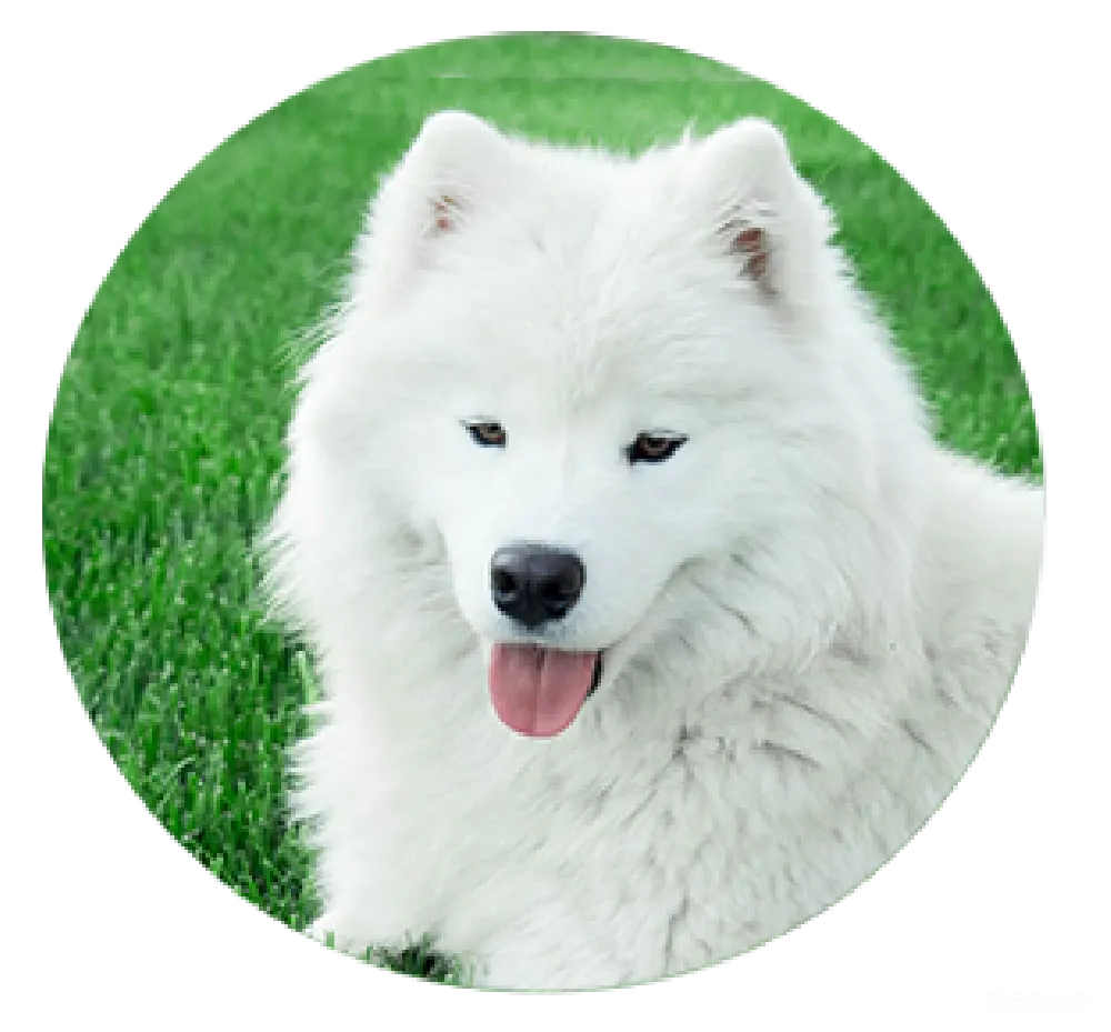 元素素材 元素 萨摩耶犬