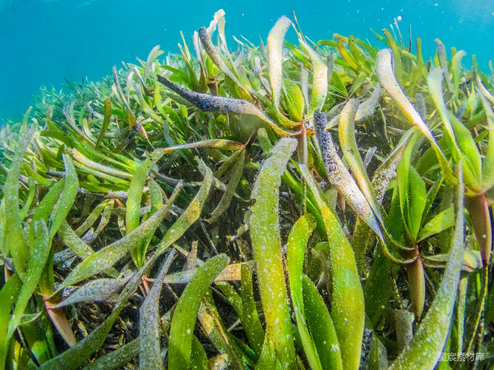高清摄影 水下绿色仙人掌植物