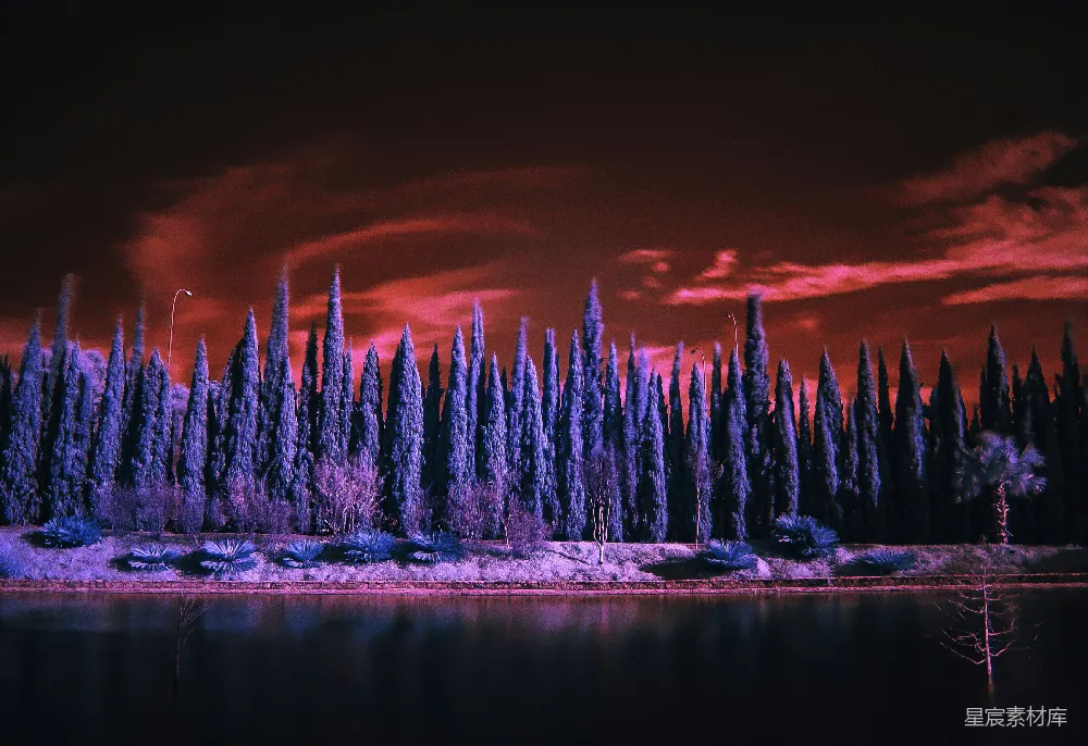 高清摄影 夜景 紫色调 自然风光 摄影 户外 蓝树的风景摄影