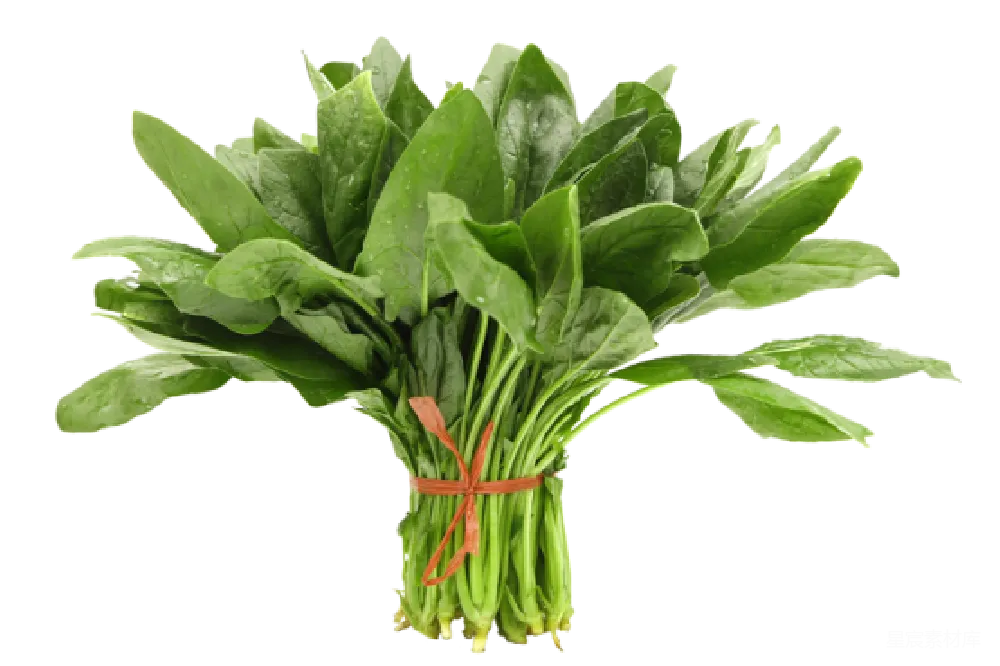 元素素材 蔬菜 绿色 健康 新鲜菠菜束