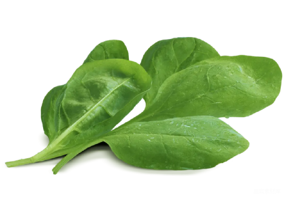 元素素材 新鲜菠菜叶