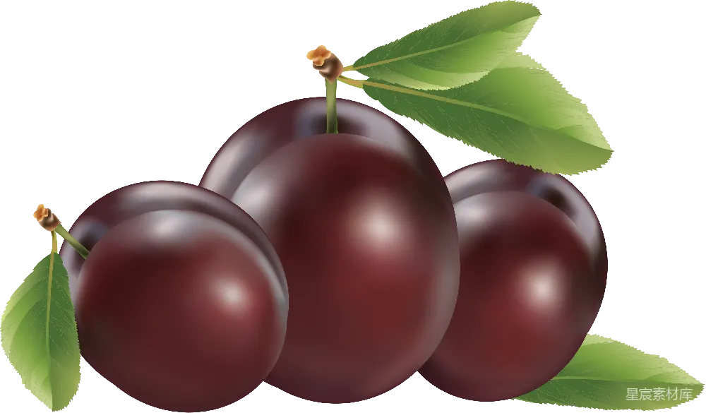 元素素材 plum ( plum tree )