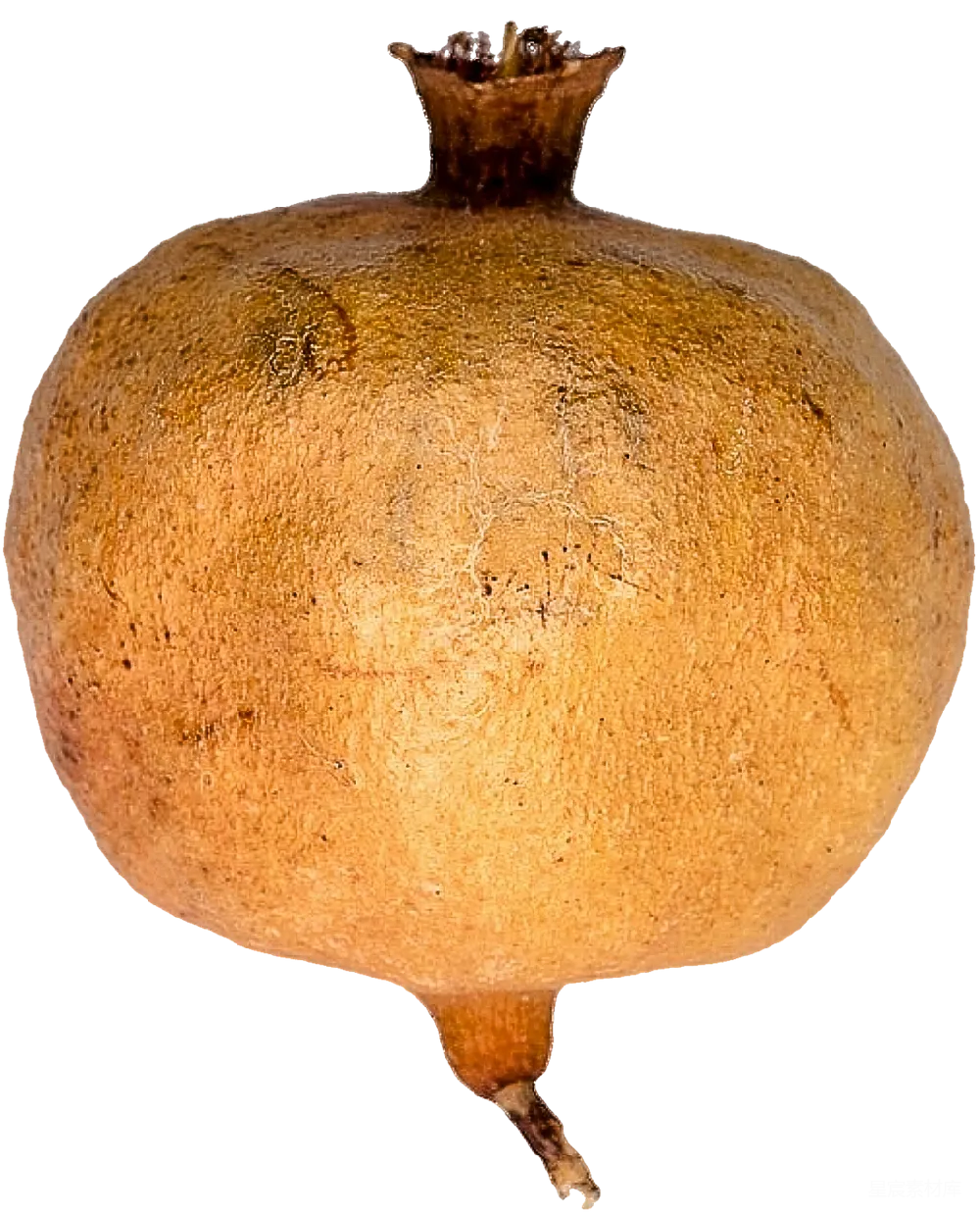 元素素材 石榴