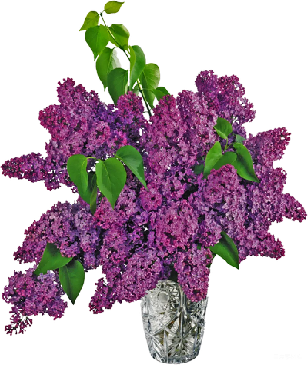 元素素材 花卉 自然 装饰 紫色丁香花束