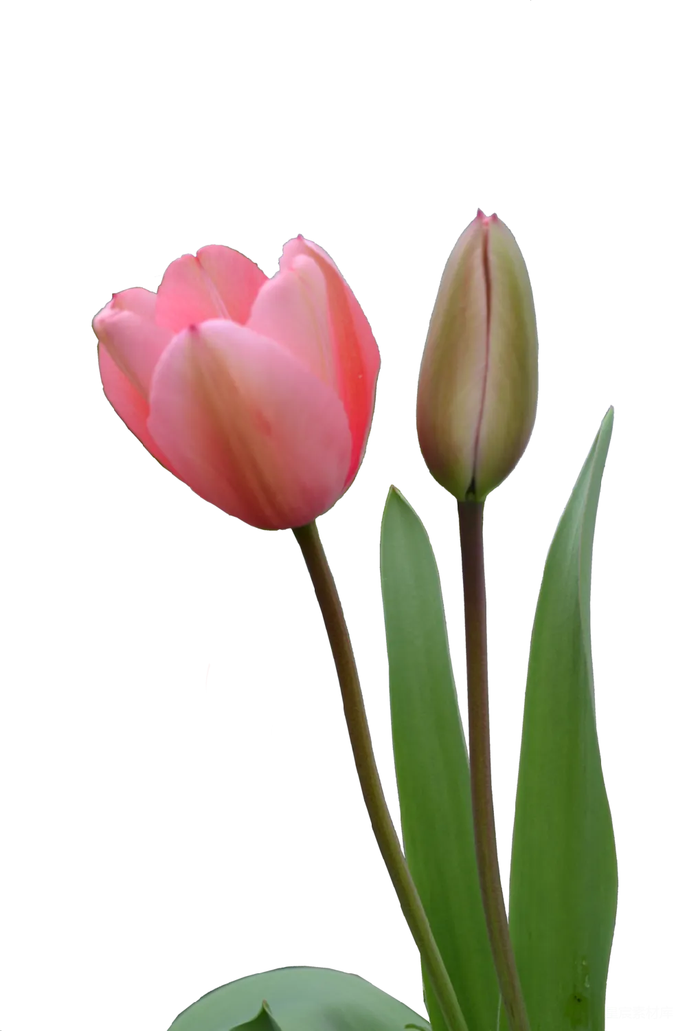 元素素材 元素 水仙