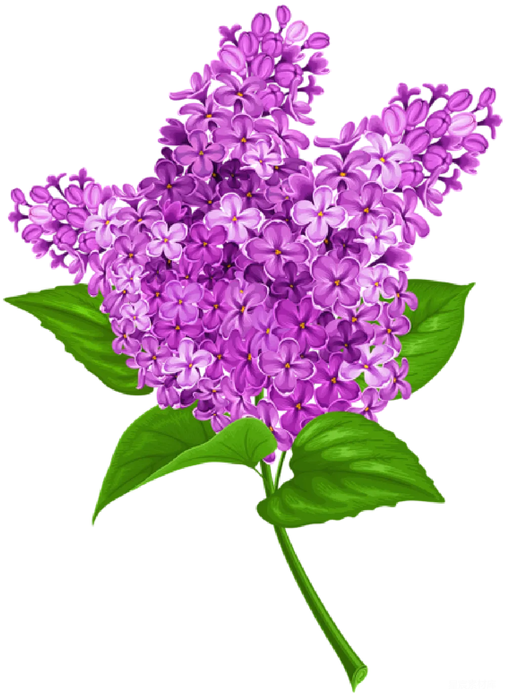 元素素材 薰衣草