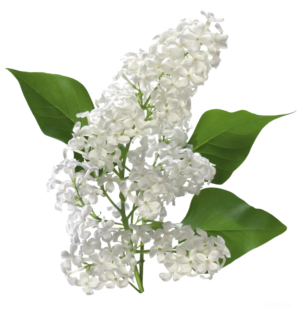 元素素材 花朵 自然 清新 白色丁香花