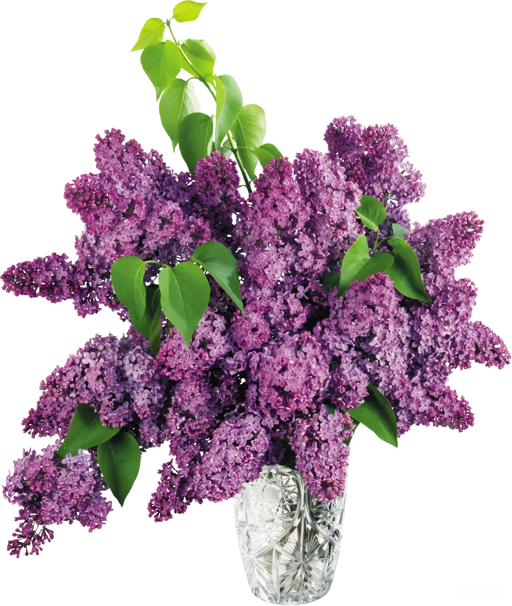 元素素材 花束 紫色 装饰 紫色丁香花束插图
