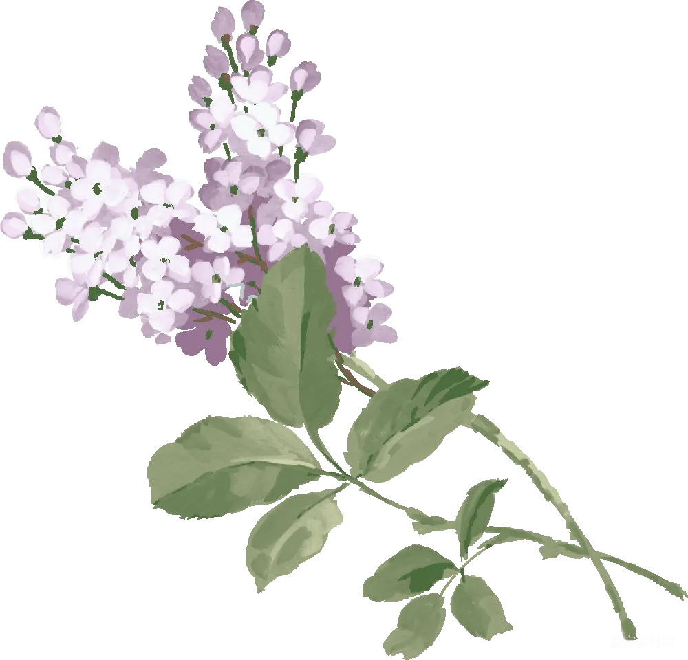 元素素材 元素 薰衣草