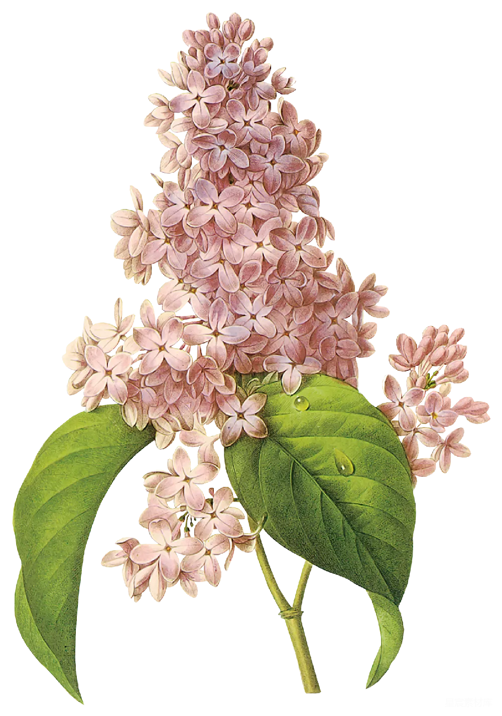 元素素材 粉色丁香花束