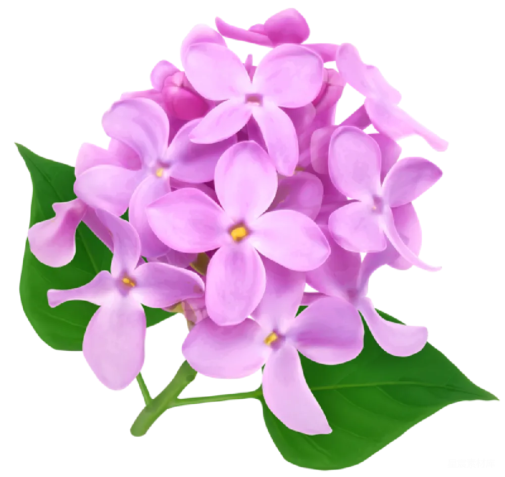 元素素材 元素 薰衣草