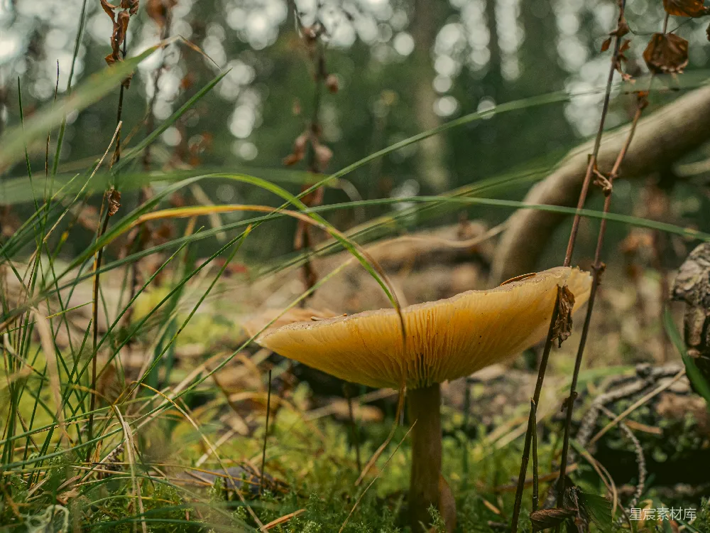 高清摄影 草丛中生长着一朵黄色的蘑菇。