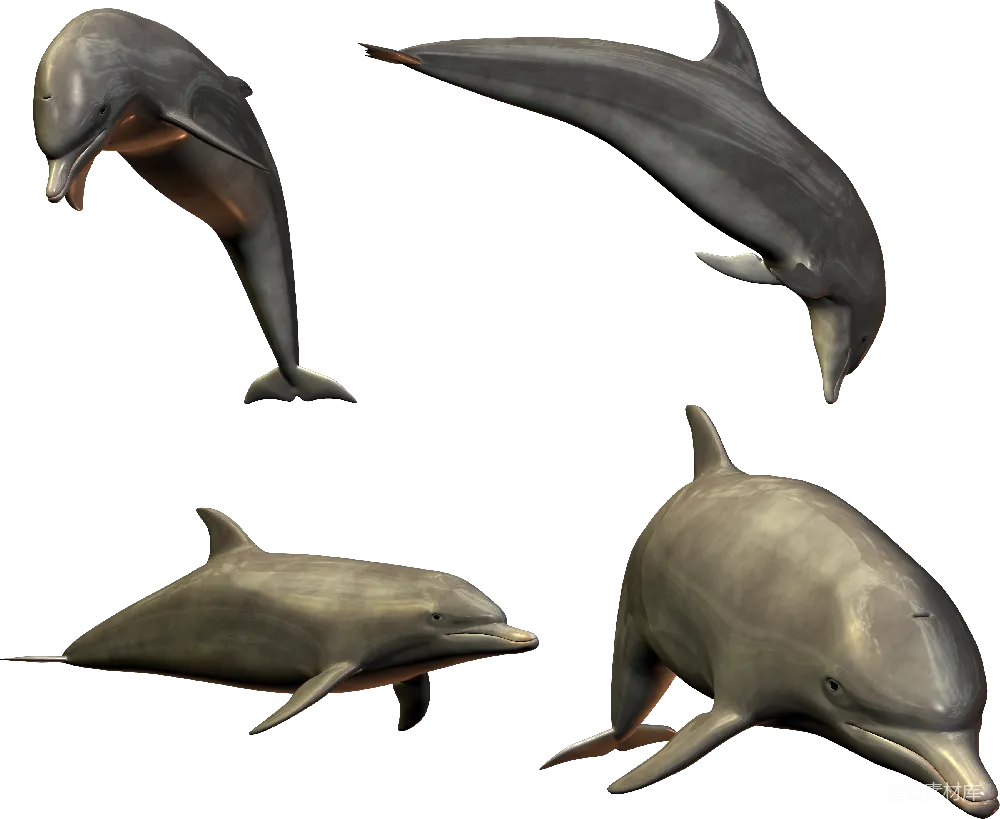 元素素材 dolphins