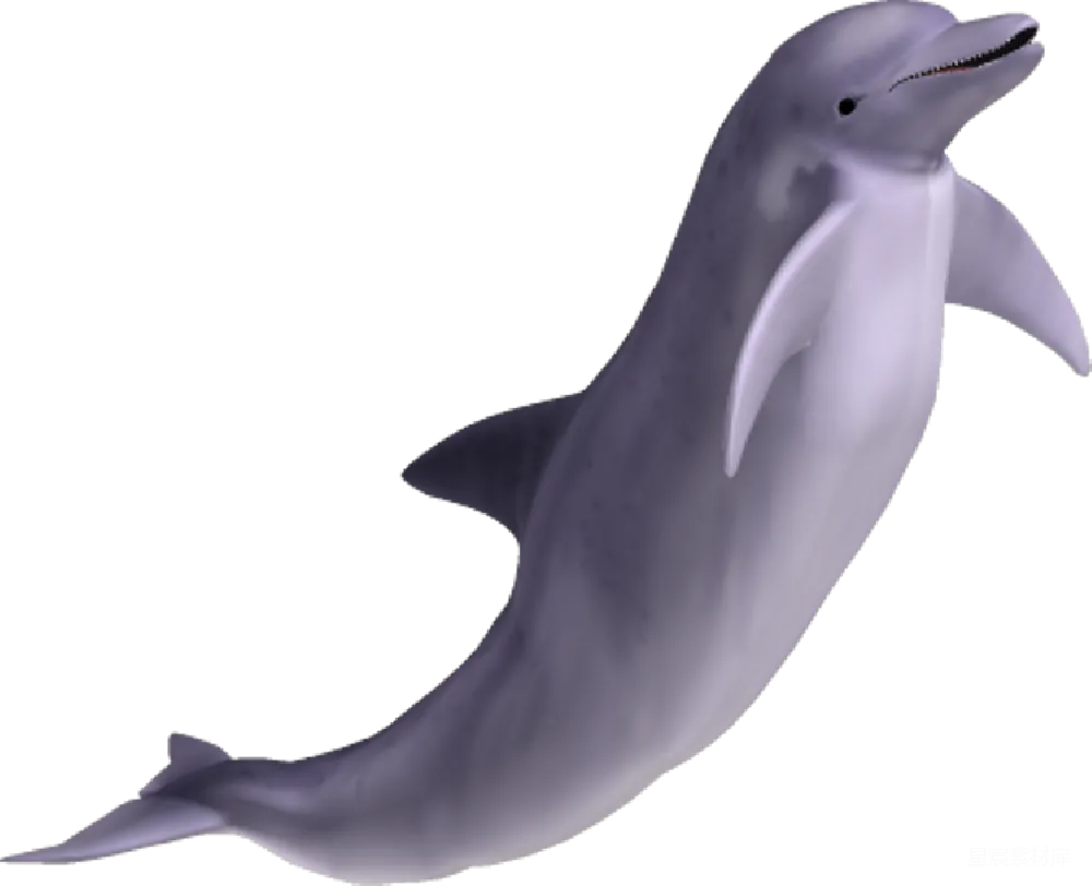 元素素材 海豚