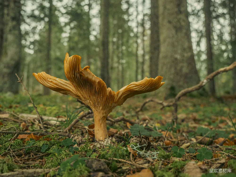 高清摄影 森林里生长的蘑菇