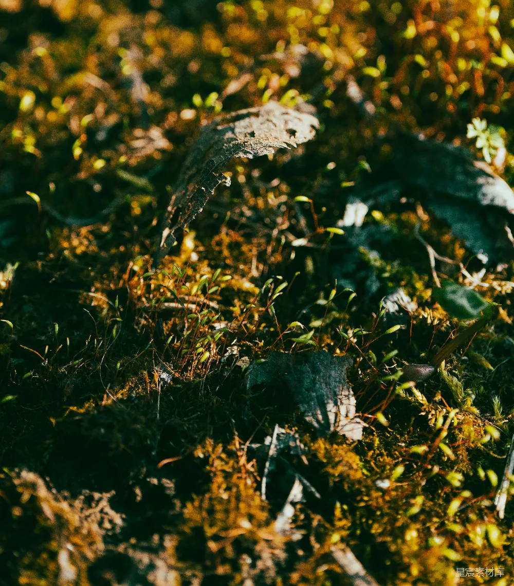 高清摄影  森林地面的苔藓和落叶。