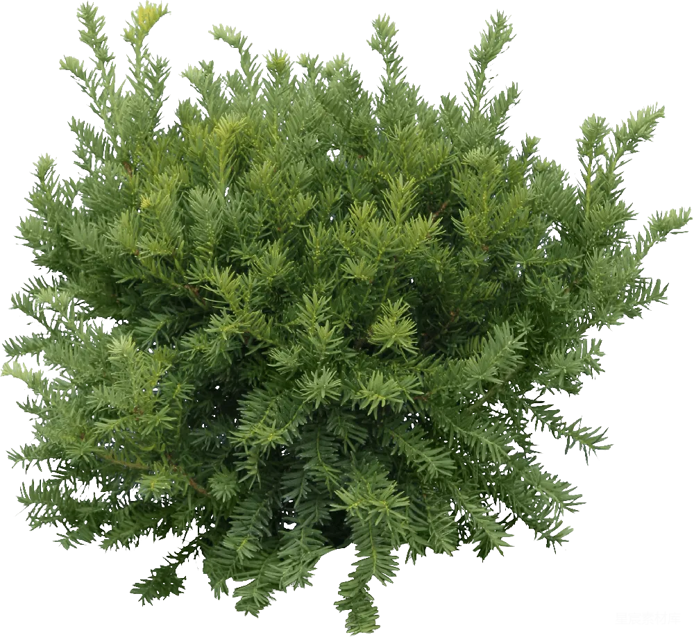 元素素材 常绿植物