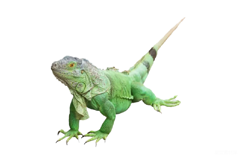 元素素材 元素 iguana