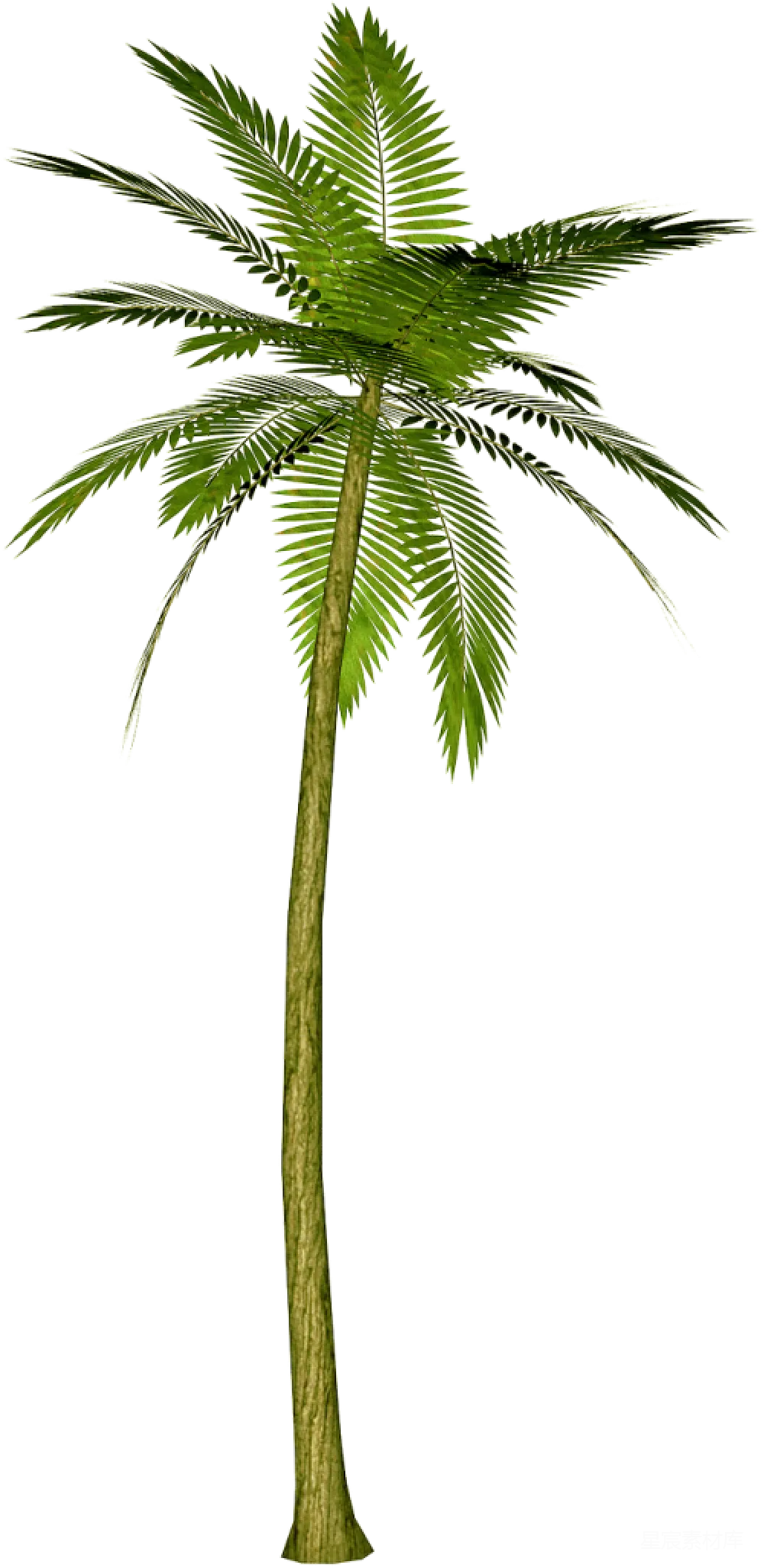 元素素材 热带植物 自然场景 户外 热带棕榈树