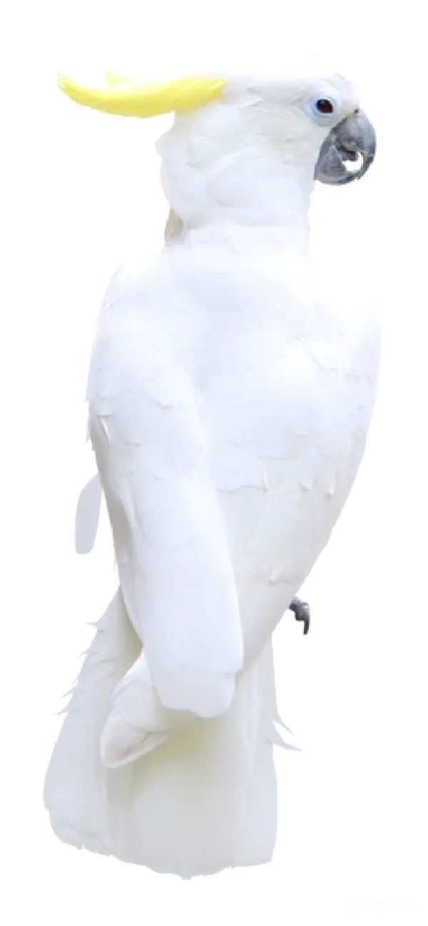 元素素材 白色鹦鹉雕像