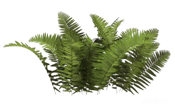 元素素材 蕨类植物模型