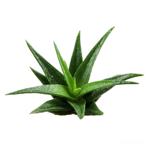 元素素材 多肉植物-芦荟