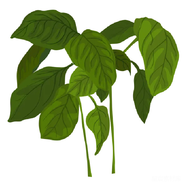 元素素材 绿色植物插图