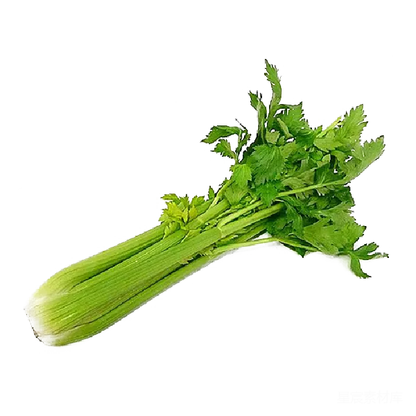 元素素材 新鲜芹菜