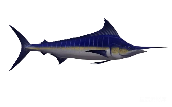 元素素材 蓝枪鱼的3D插图
