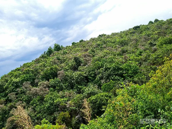 高清摄影 一片郁郁葱葱的山坡覆盖着许多树木