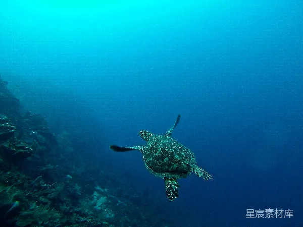 高清摄影 海龟在水中