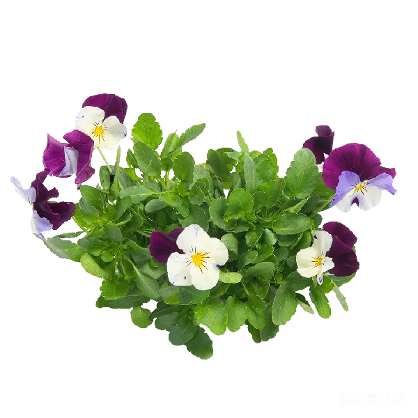 元素素材 三色堇植物