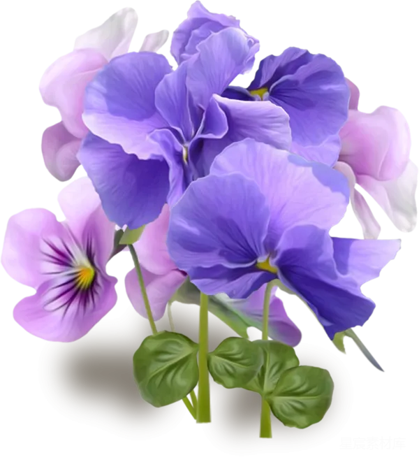 元素素材 紫色薰衣草花束