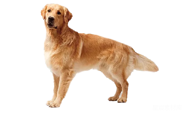 元素素材 金毛寻回犬