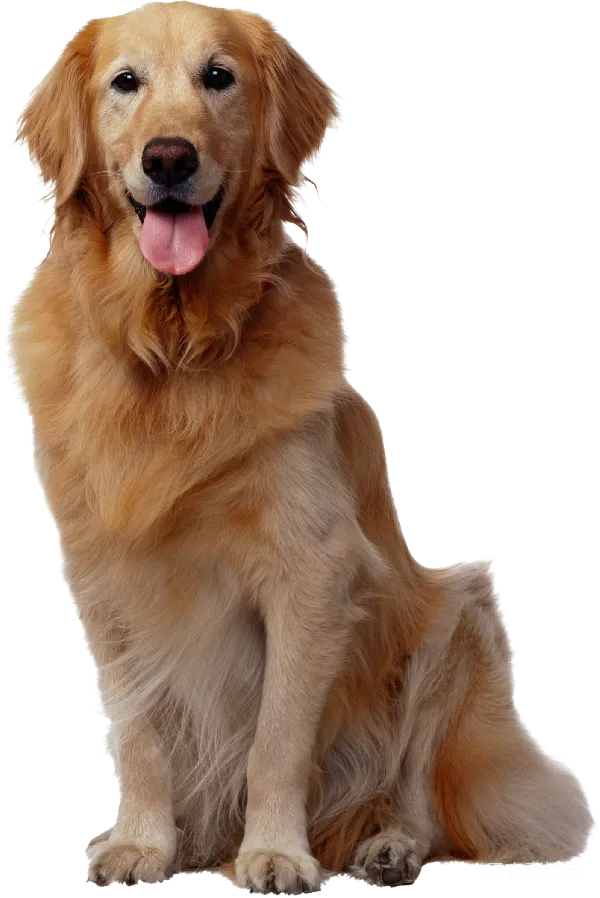 元素素材 金毛寻回犬