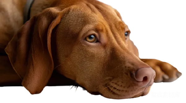 元素素材 棕色猎犬的侧脸特写