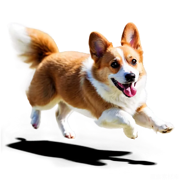 元素素材 活泼的柯基犬奔跑