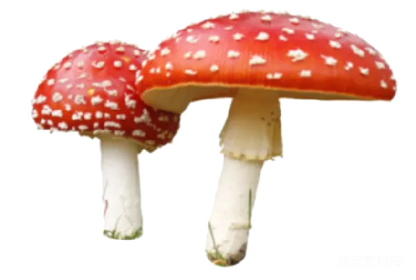 元素素材 红色斑点蘑菇