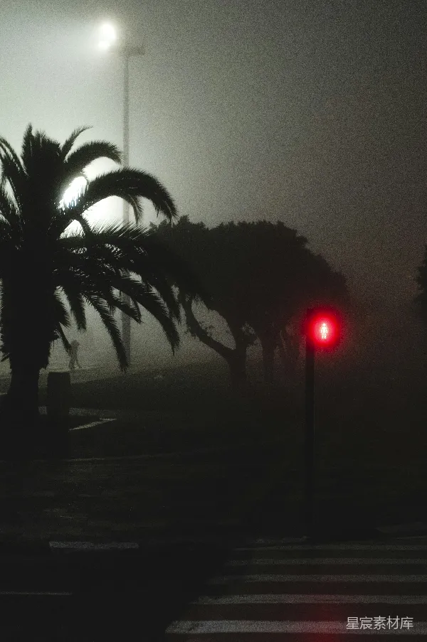 高清摄影 夜间树木和人行道