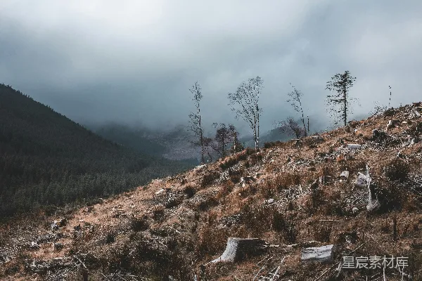 高清摄影 有树有岩石的风景