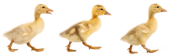 元素素材 三只小鸭子