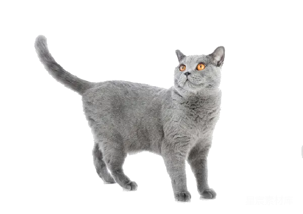 元素素材 灰色英短猫正面图
