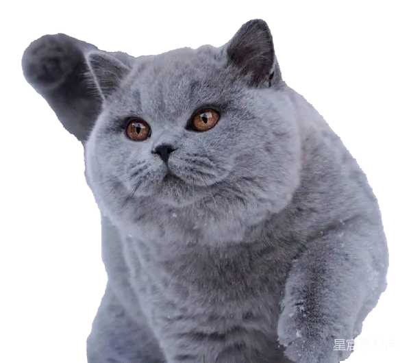 元素素材 英国短毛猫