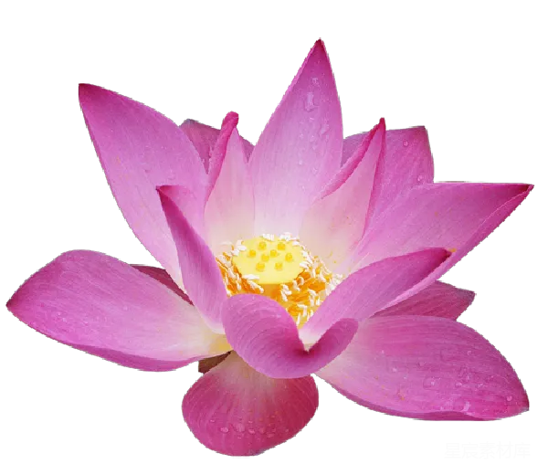 元素素材 盛开的粉色莲花