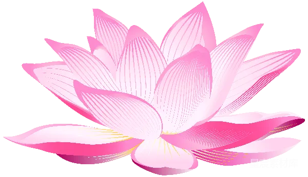元素素材 粉色荷花插画