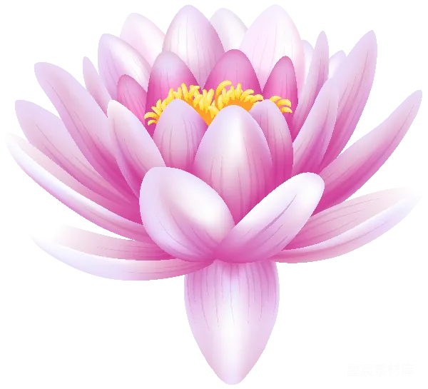 元素素材 粉红色的莲花插图