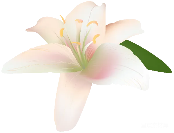 元素素材 白色百合花插图