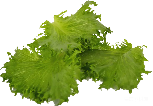 元素素材 新鲜生菜特写