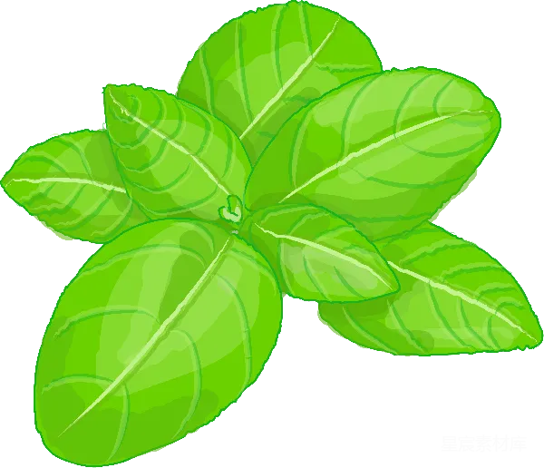 元素素材 新鲜薄荷插图